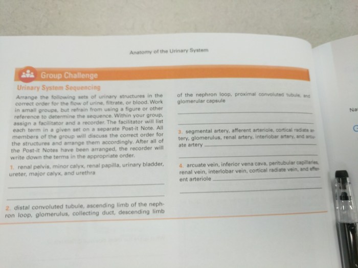 Figure 15-3 the urinary system answers