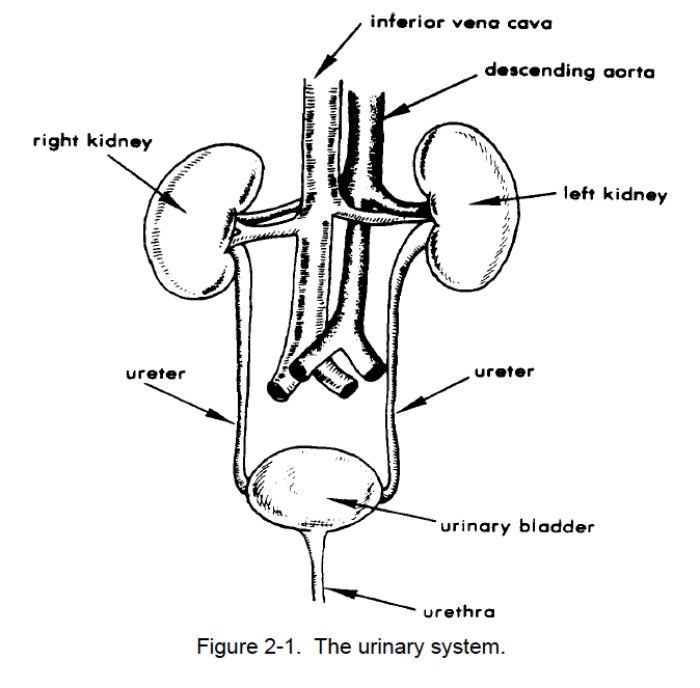 Figure 15-3 the urinary system answers