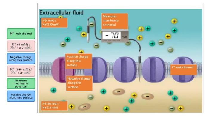 Plasma phospholipids fabric form main membrane drag labels appropriate locations their figure feature aqueous placed answers questions question solved