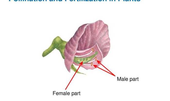 The work of gregor mendel sequence of events answer key