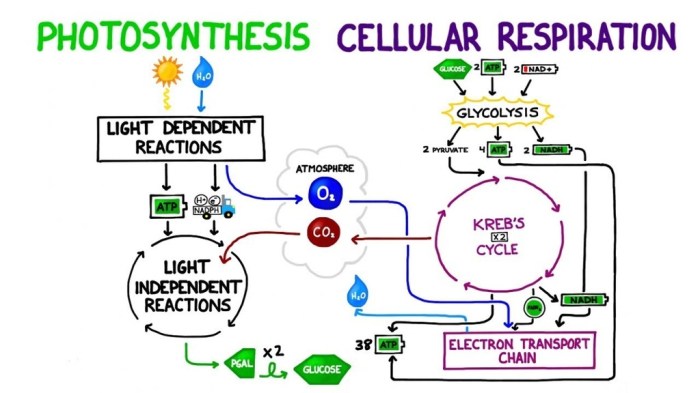 Study guide for cellular respiration and photosynthesis