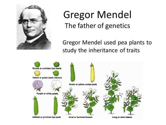 The work of gregor mendel sequence of events answer key